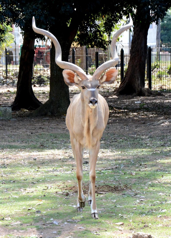 La elegancia de su figura y lo exótico de su cornamenta lo distinguen entre el resto de los animales que habitan junto a él en la conocida pradera africana. 