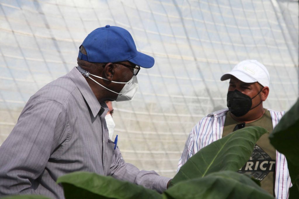 En la finca del productor Álex Castañeda, el Vicepresidente de la República elogió la calidad del cultivo de tabaco tapado.