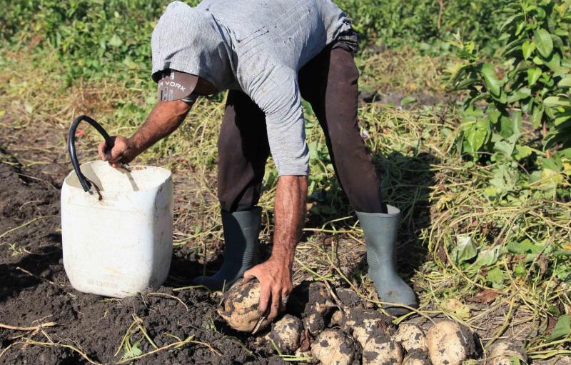 sancti spiritus, empresa agroindustrial de granos sur del jibaro, arroz, economia espirituana, exportaciones