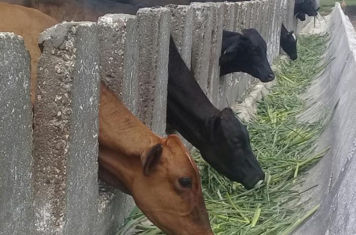 sancti spiritus, ganaderia, agricultura sancti spiritus, acopio de leche, leche, carne vacuna