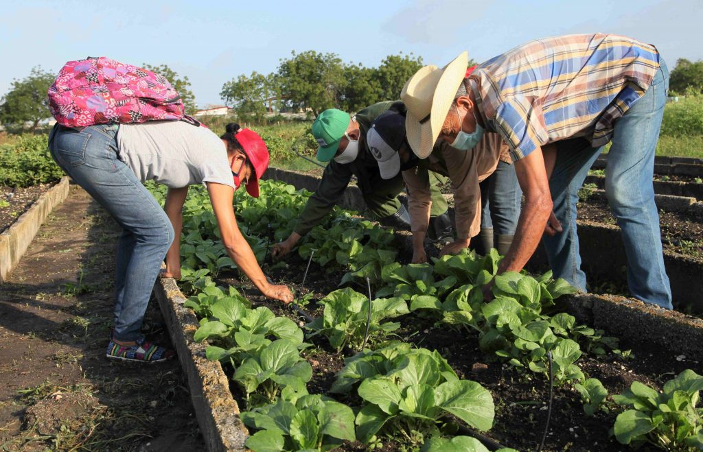 Trabajadores de diversos sectores protagonizaron la jornada productiva en el organopónico Celia Sánchez. 