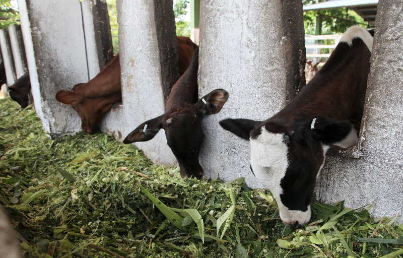 sancti spiritus, dia del campesino, campesinos, empresa pecuaria managuaco, produccion de alimentos