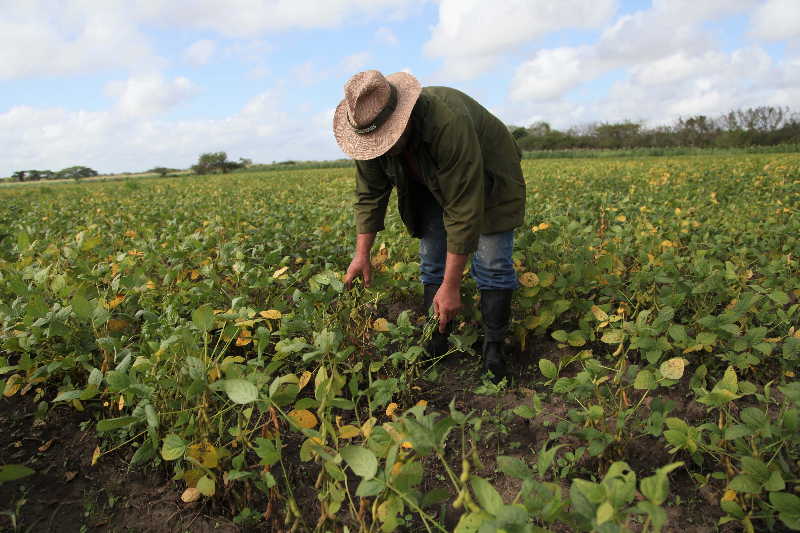 sancti spiritus, dia del campesino, campesinos, empresa pecuaria managuaco, produccion de alimentos