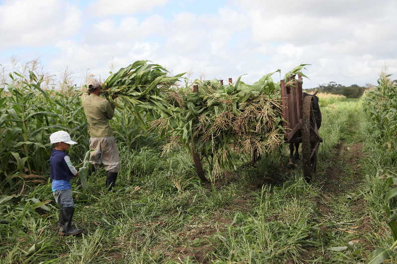 sancti spiritus, dia del campesino, campesinos, empresa pecuaria managuaco, produccion de alimentos