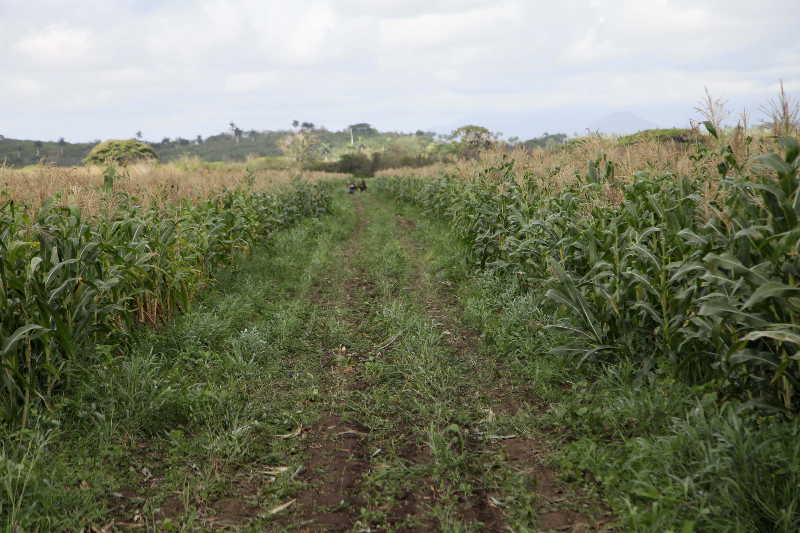 sancti spiritus, dia del campesino, campesinos, empresa pecuaria managuaco, produccion de alimentos