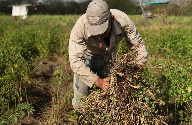 sancti spiritus, dia del campesino, campesinos, empresa pecuaria managuaco, produccion de alimentos