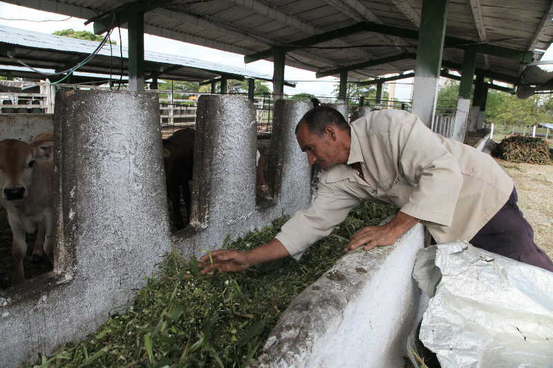 sancti spiritus, dia del campesino, campesinos, empresa pecuaria managuaco, produccion de alimentos