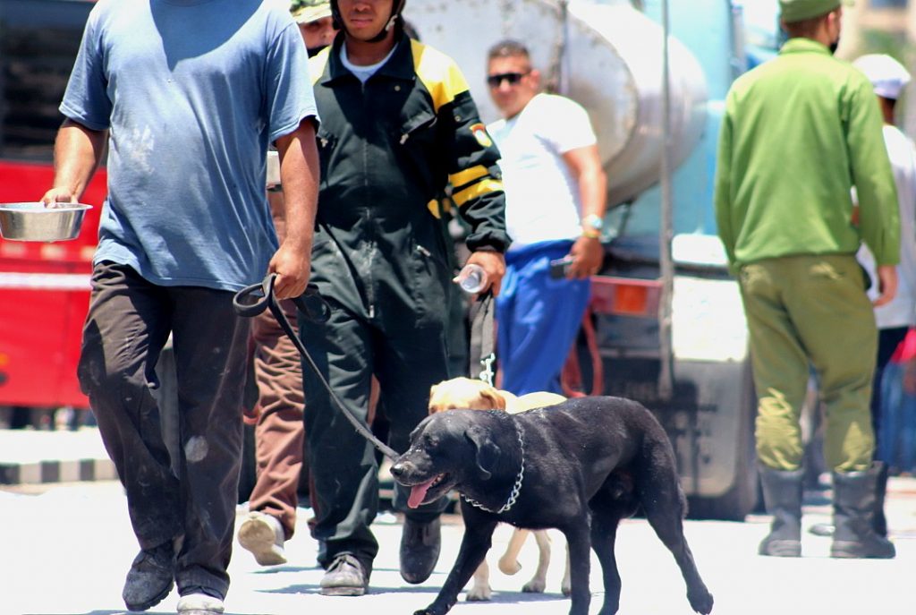 La fuerza canina se usa para buscar sobrevivientes. (Foto: Pedro Pablo Chaviano)