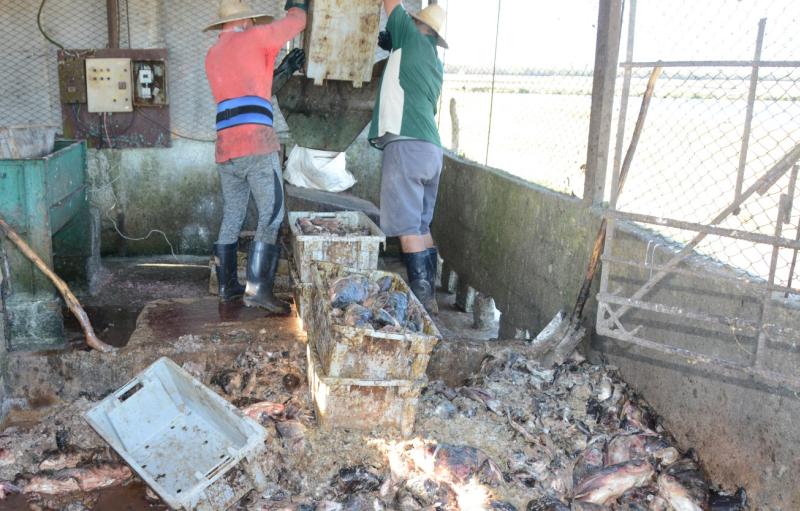 sancti spiritus, la sierpe, estacion de alevinaje de la sierpe, pescaspir, acuicultura, pesca