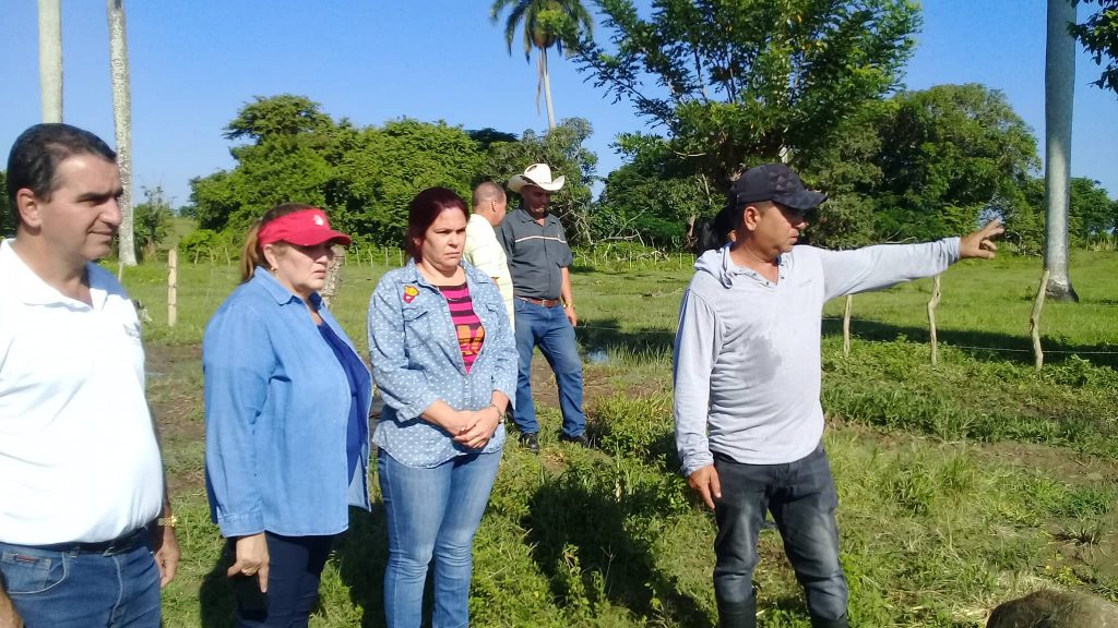 El usufructuario José Luis González Pérez destinó la nueva área entregada a la producción de plátano y malanga.