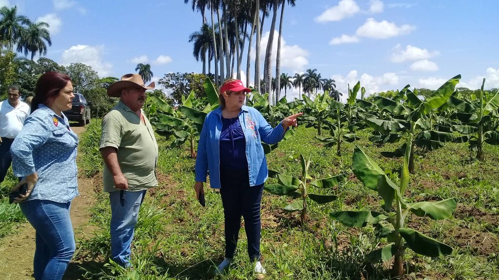 En la CPA 13 de Marzo, Deivy Pérez Martín apreció el desarrollo de plantaciones de plátano fruta.  