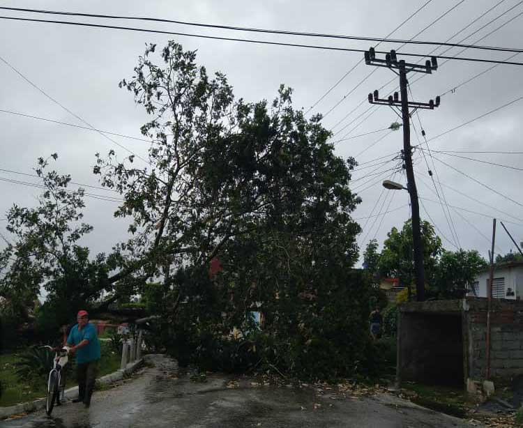 La caída de árboles ha tenido incidencia negativa en las línes eléctricas. (Foto: @emp_elect_SS)