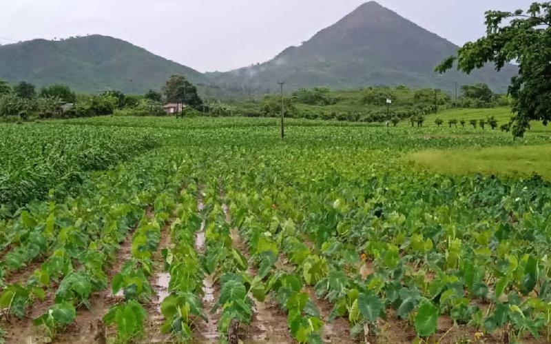 sancti spiritus, agricultura sancti spiritus, economia espirituana, lluvias en sancti spiritus, intensas lluvias, alimentos