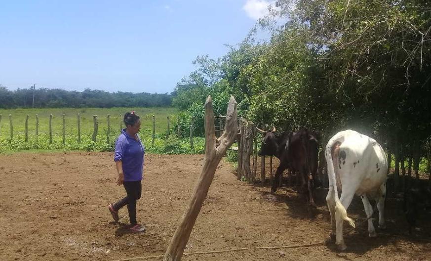 sancti spiritus, fmc, federacion de mujeres cubana, produccion de alimentos