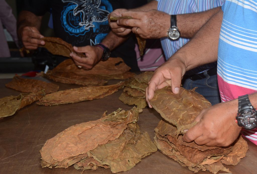 El planteo persigue unificar todas las clases de tabaco en Cuba.