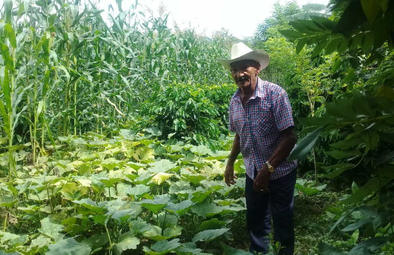 Donde hace un tiempo existía un vertedero, ahora emergen plantaciones de maíz, calabaza y plátano cosechadas por Abundio.