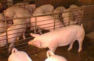 Yaguajay, tercer municipio en Cuba con mayor entrega de carne de cerdo