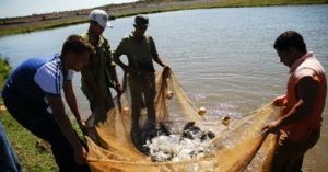 La selección adecuada del banco de progenitores asegura una buena reproducción de alevines de tilapia.