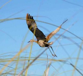 Es el ave más grande de Cuba y se conoce muy poco de ella. Junto con el Garcilote, gris y blanco, y el Flamenco, componen el grupo de aves de mayor tamaño de Cuba.