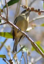 Señorita de manglar. (Seiurus noveboracensis), habita en ríos, estanques y bosques pantanosos y manglares.