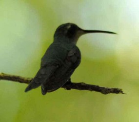 El zunzún, también conocido como picaflor o colibrí, es muy común en toda Cuba, generalmente usan muy poco las patas pues se encuentran casi todo el tiempo volando.