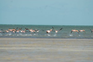 Cayo Palma. Caguanes