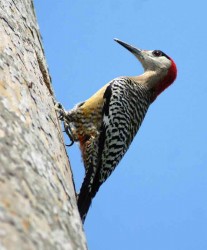 Carpintero Jabado es el ave más común de los de esas especies endémicas del archipiélago cubano.