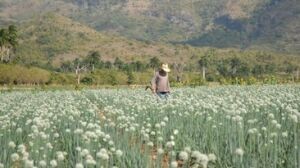 El cultivo de la cebolla demanda exigentes atenciones agrícolas.