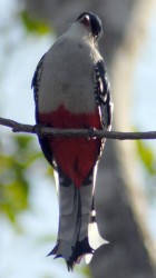 Tocororo ave trepadora, endémica de Cuba, en género y especie.