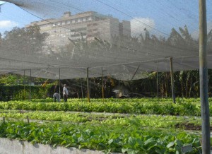 La permacultura busca el desarrollo local sostenible de sistemas urbanos y rurales.