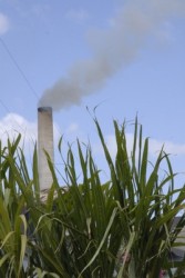 Las plantaciones deben aportar un crecimiento de alrededor del 18 por ciento.