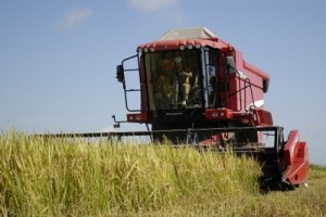 El Arroz Rojo afecta considerablemente las plantaciones del cereal en el Sur del Jíbaro.