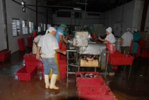 La industria pesquera priroiza el consumo social para sus producciones.