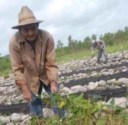 Los obreros de los organopónicos espirituanos laboran en el restablecimiento de las plantaciones. FOTO/Oscar Alfonso