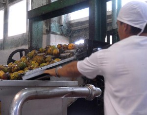 Hasta agosto se extenderá el procesamiento del mango.
