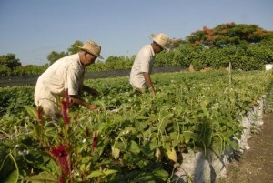 Pese a las secuelas dejadas por las lluvias, ya comienzan a comercializarse algunos vegetales.