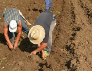 El municipio de Cabaiguán asume la mitad de la cosecha.