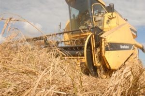 Los arroceros espirituanos consiguieron por segundo año consecutivo producciones superiores a las 100 000 toneladas del cereal.