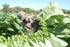 El precio máximo del tabaco principal subió un 64 por ciento.