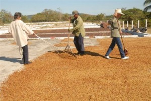 El café de Fomento distingue por los parámetros de calidad.