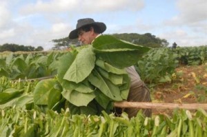 Los vegueros espirituanos tienen el propósito de lograr unos dos mil 600 quintales netos de tabaco en la actual contienda.
