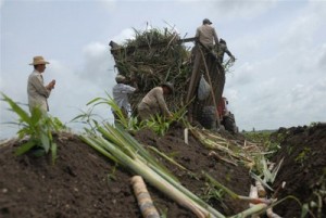 La siembra del 2013 cubre alrededor del 25 por ciento de las áreas vacías.