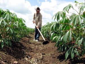 En Cuba se han entregado en usufructo cerca de un millón 540 mil hectáreas.