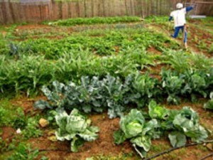 Miles de familias están involucradas en el movimiento agroecológico en la isla.