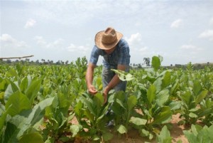 La entrega de tierras en usufructo ha contribuido a elevar producciones fundamentales en la provincia.