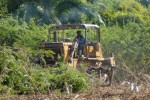 En el Valle de los Ingenios se han desbrozado de marabú y otras malezas más de 1 400 hectáreas.