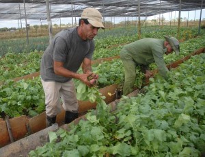 Cultivo de vegetales y hortalizas en condiciones de semitapado, en la Unidad Económica de Base Batey Colorado, de la Empresa de Semillas y Granos Valle del Caonao, en Sancti Spíritus. Foto AIN