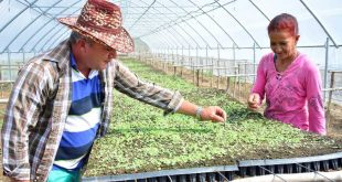 sancti spiritus, agricultura, cabaiguan, guayos, cafe, tabaco, ganaderia