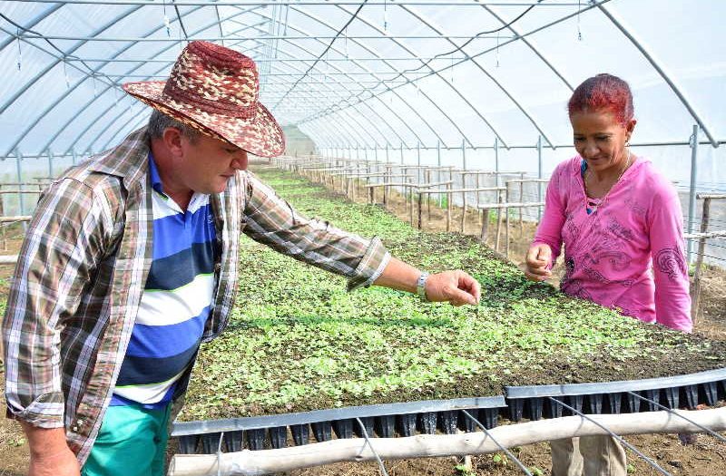 sancti spiritus, agricultura, cabaiguan, guayos, cafe, tabaco, ganaderia