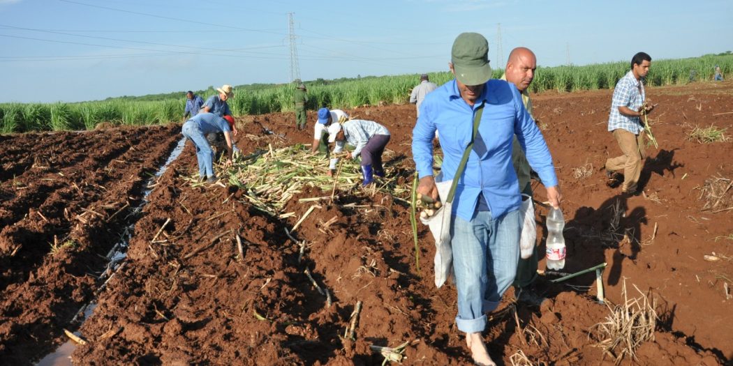 zafra, caña, siembra, Sancti Spíritus